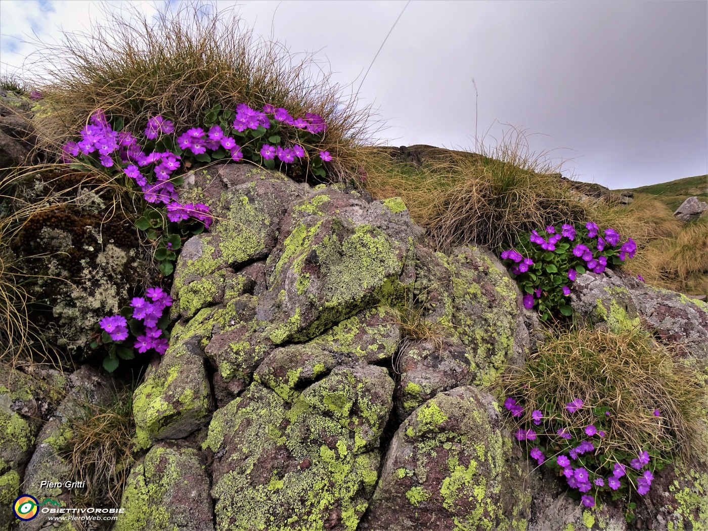 19 Primula hirsuta (Primula irsuta).JPG